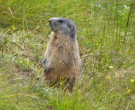 marmot